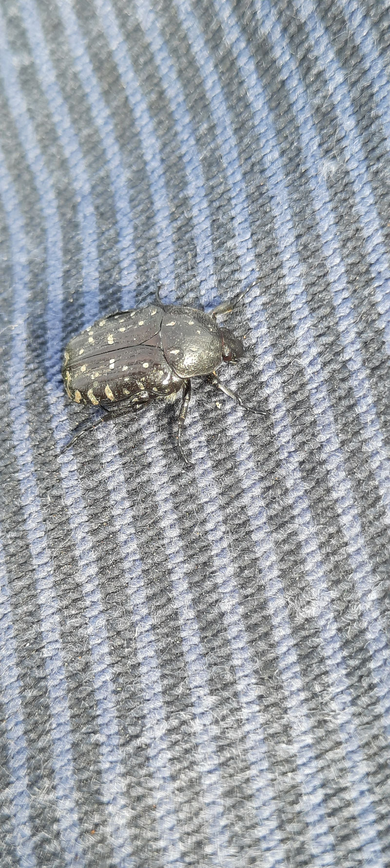 Une cétoine funeste est posée sur un fond textile bleu. L'insecte est vu de dessus.