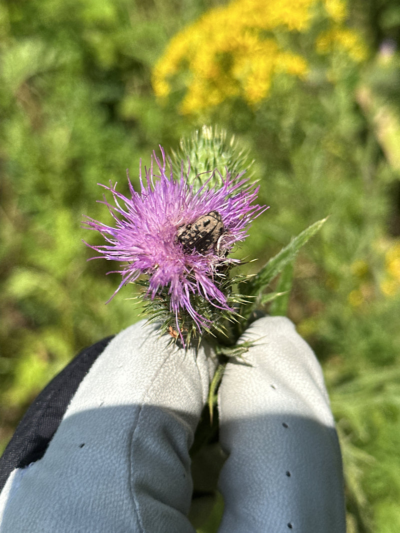 Une cétoine funeste est posée sur une fleur de chardon rose. La fleur est tenue par une main gantée.