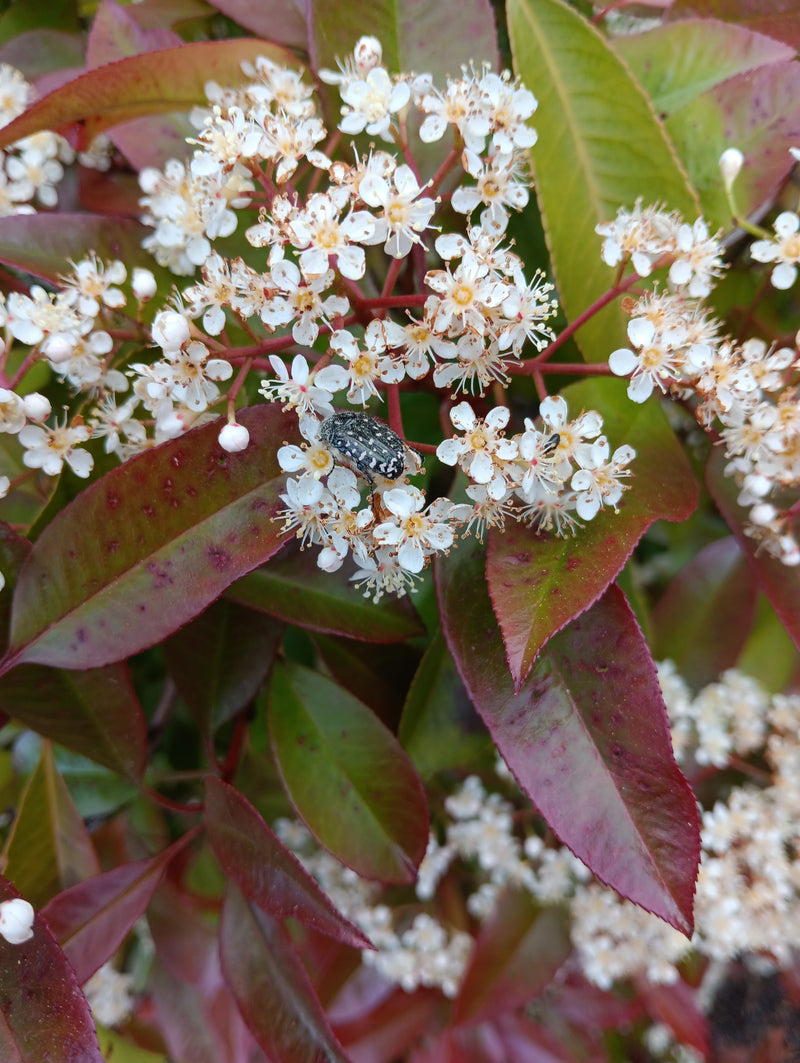 Une cétoine funeste est posée sur les fleurs blanches d'un photinia et se nourrit des parties florales. L'insecte est bien visible.