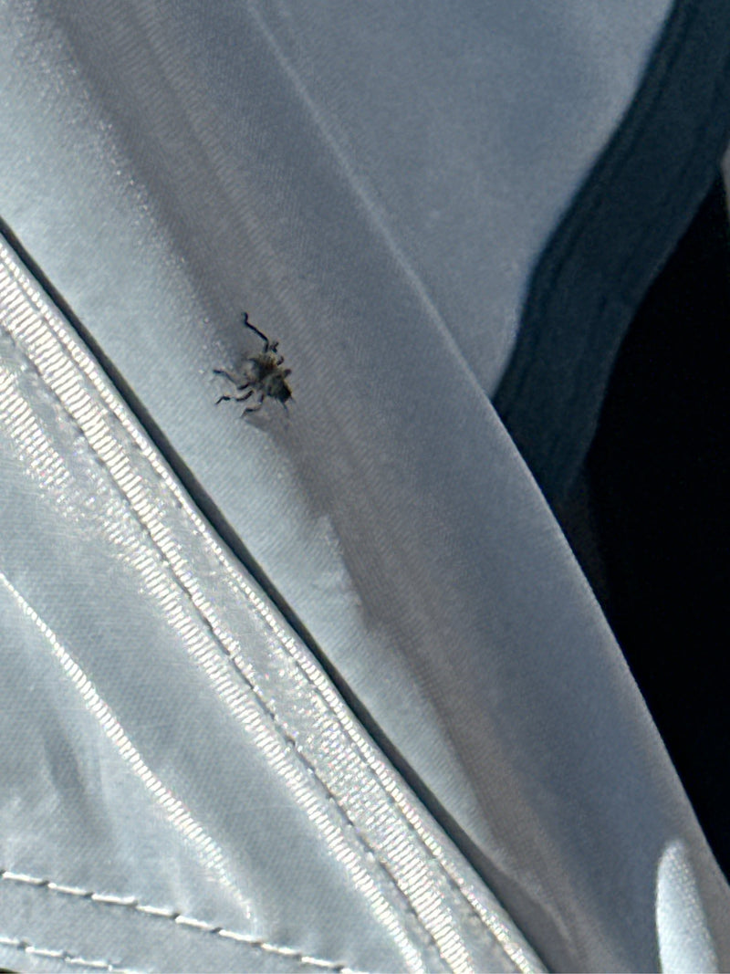 Un petit coléoptère de la famille des cérambycidés est posé sur un tissu gris. Le sujet apparaît très petit.