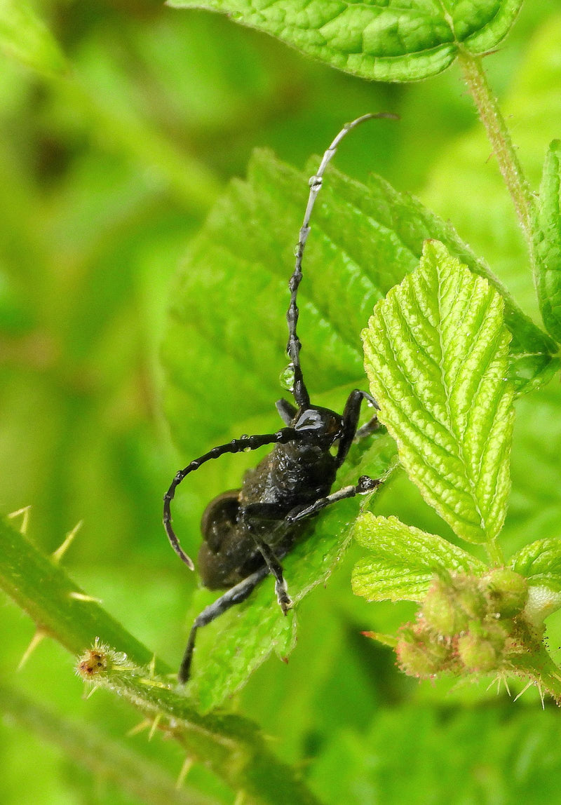 Un longicorne est posé sur une feuille verte entre des tiges de plantes. Ses longues antennes caractéristiques sont bien visibles.