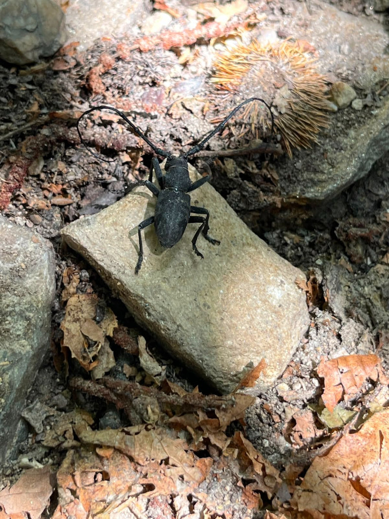 L'image montre un longicorne Aegomorphus clavipes avec ses longues antennes caractéristiques, posé sur une petite pierre au sol de la forêt.