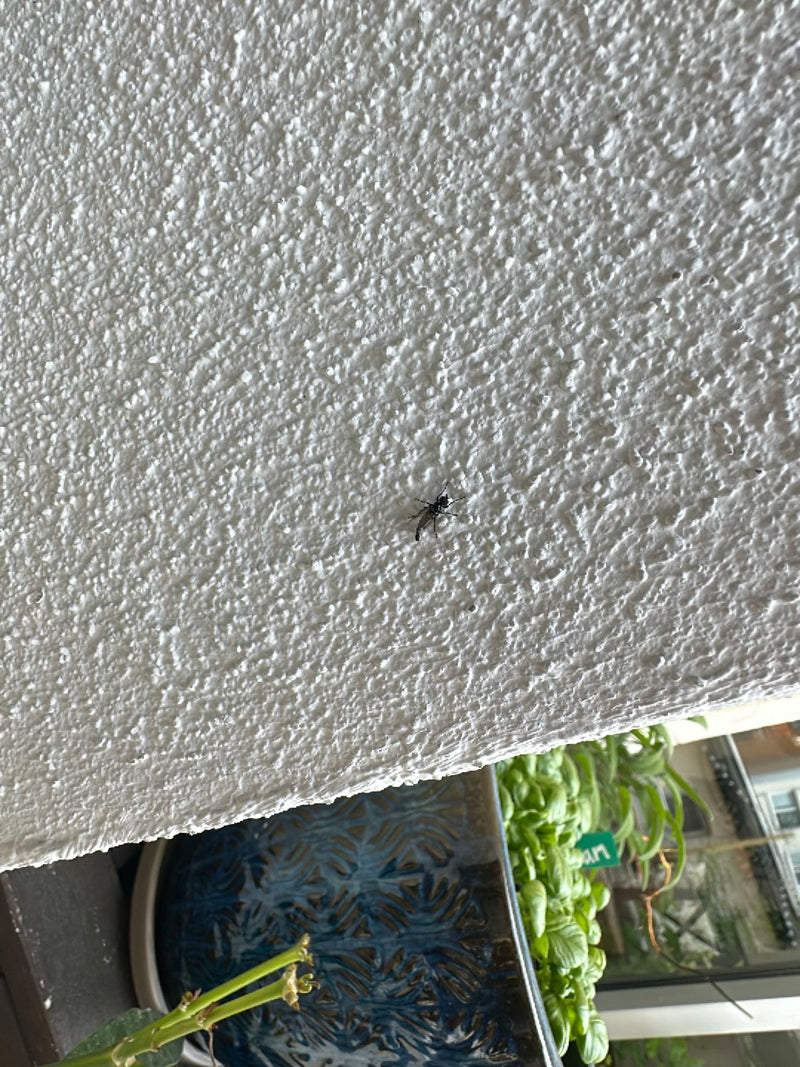 Un petit sciaride est posé sur un mur clair et texturé.