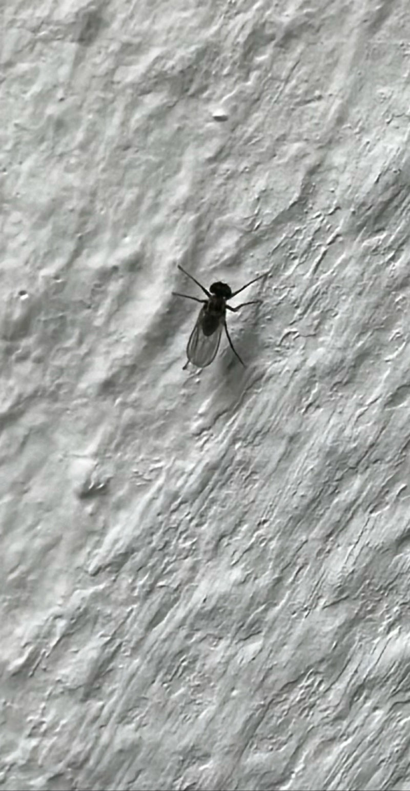 L'image montre une petite sciaride posée sur un mur texturé et clair. L'insecte montre ses ailes et ses pattes sombres.