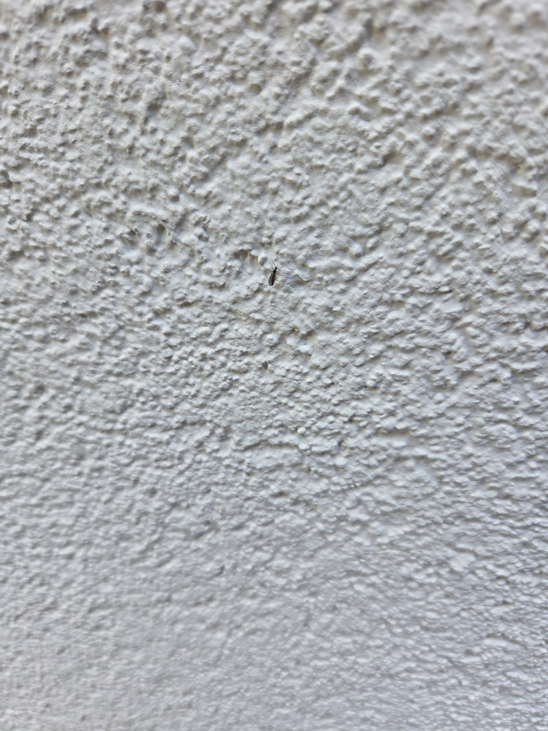 Un petit moucheron des terreaux est posé sur un mur clair et texturé. L'insecte est bien visible dans son ensemble.