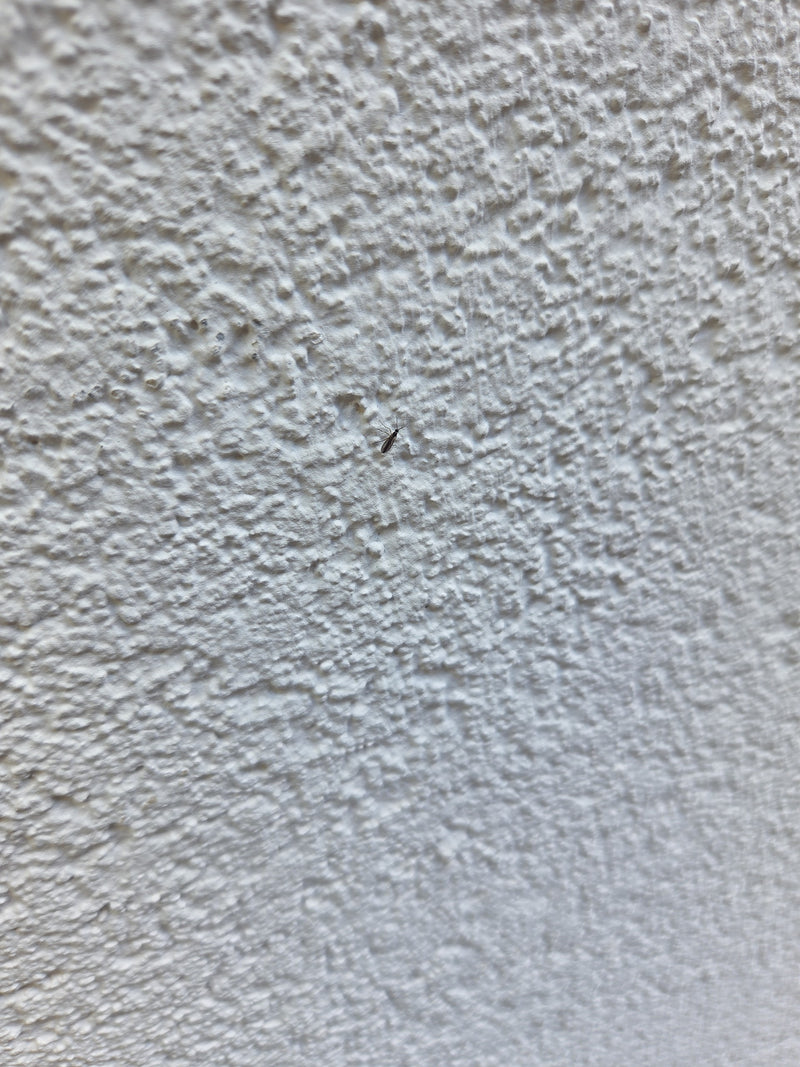 Un petit sciaride est posé sur un mur en crépi clair et texturé. L'insecte n'est reconnaissable que comme un petit point dans la vue d'ensemble.