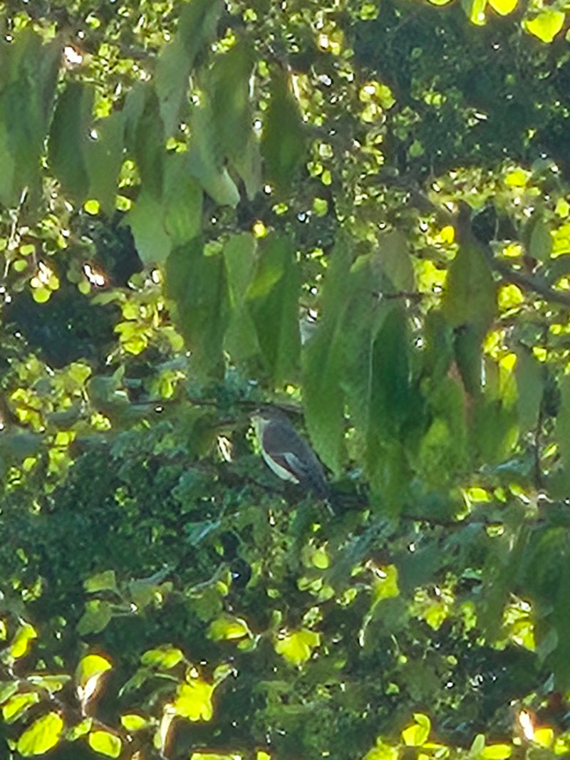 Un gobemouche noir est bien camouflé parmi les feuilles vertes d'un arbre. L'oiseau n'est visible que vaguement à travers le feuillage dense.