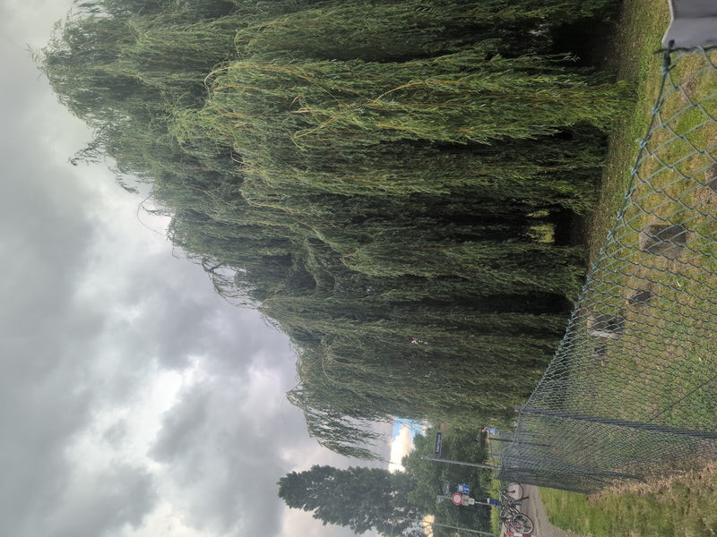 Saule pleureur — Bild 2