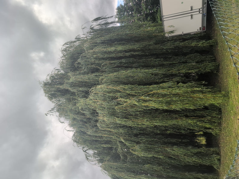 Saule pleureur — Bild 3
