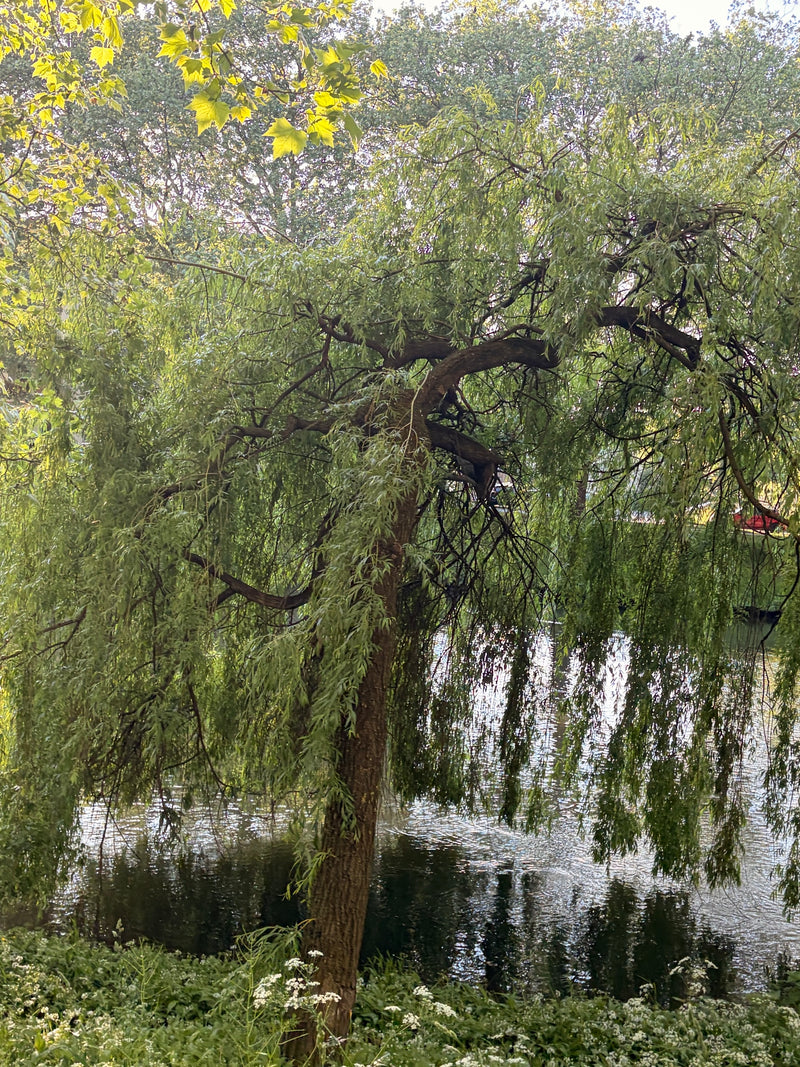 Saule pleureur — Bild 1