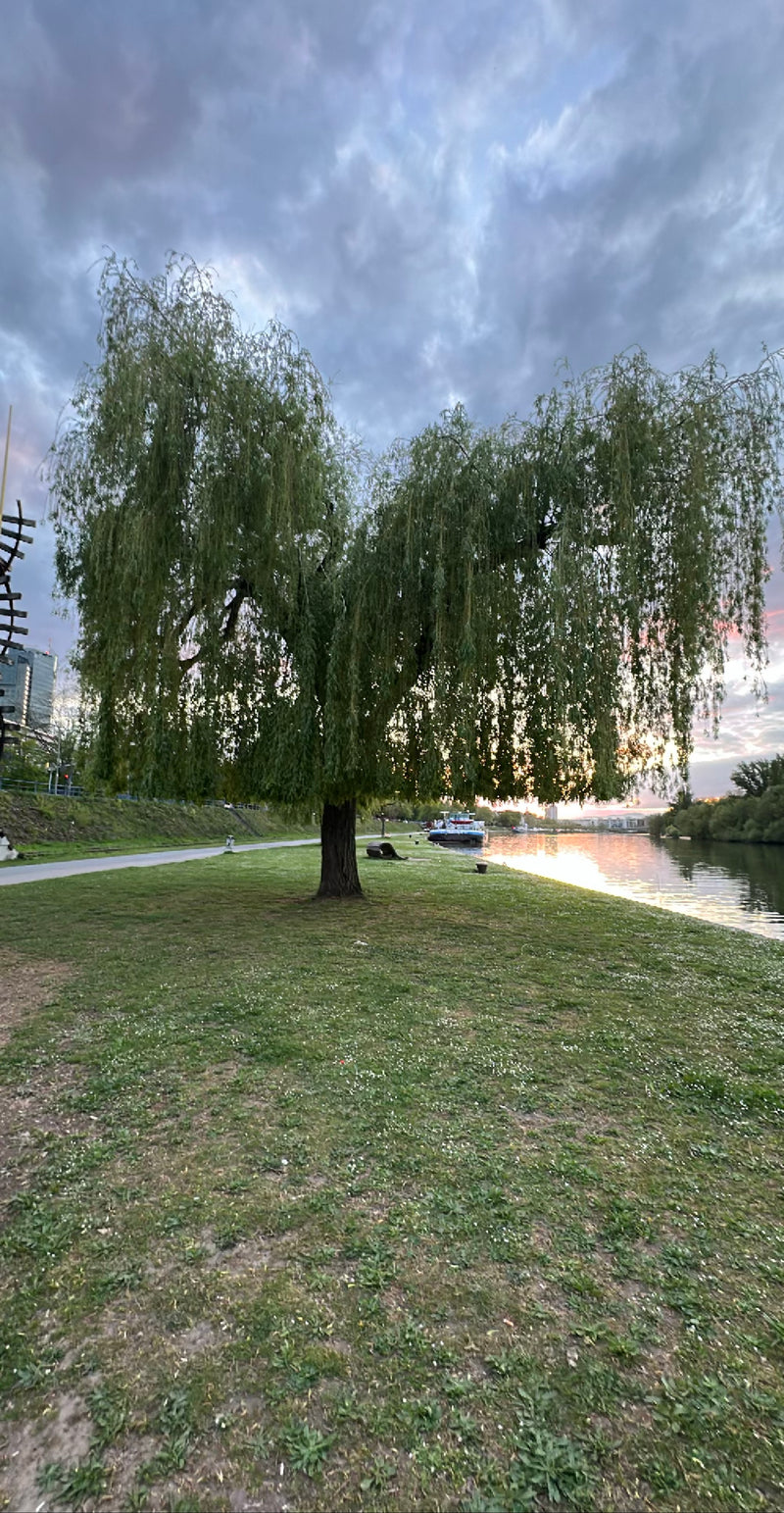 Saule pleureur — Bild 1