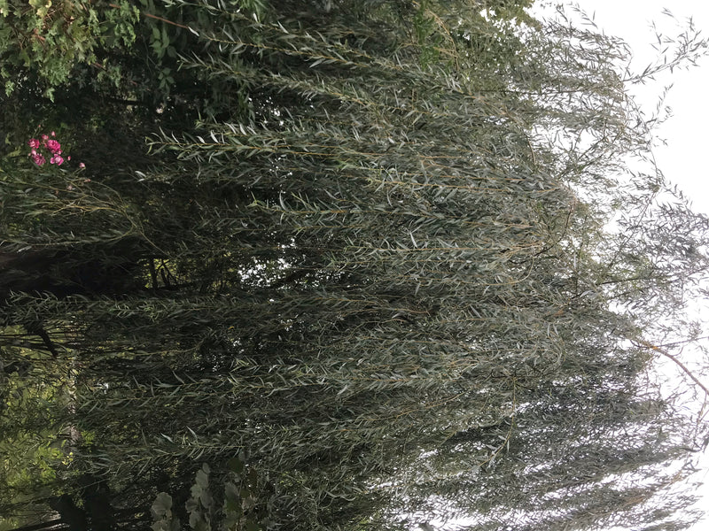 L'image montre un grand arbre à feuilles caduques avec des branches pendantes typiques et des feuilles étroites. C'est un saule pleureur à l'extérieur.