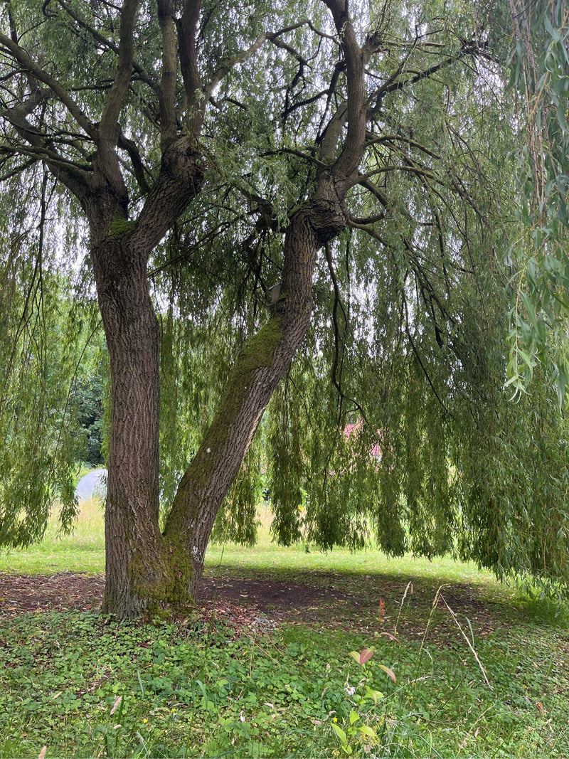 On peut voir un saule pleureur mature avec un tronc robuste et des branches caractéristiques pendantes. L'arbre se dresse sur une prairie.