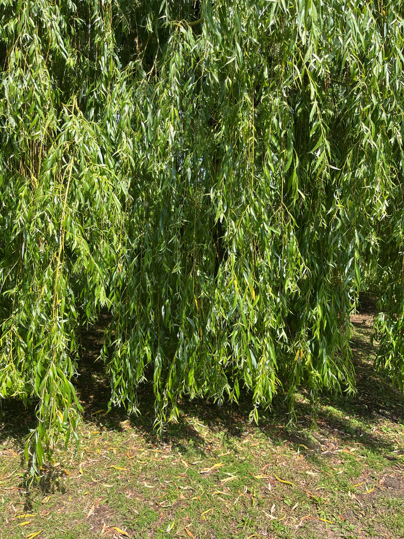 On peut voir les branches vertes pendantes caractéristiques et les feuilles étroites d'un saule pleureur. Les branches descendent près du sol végétalisé.