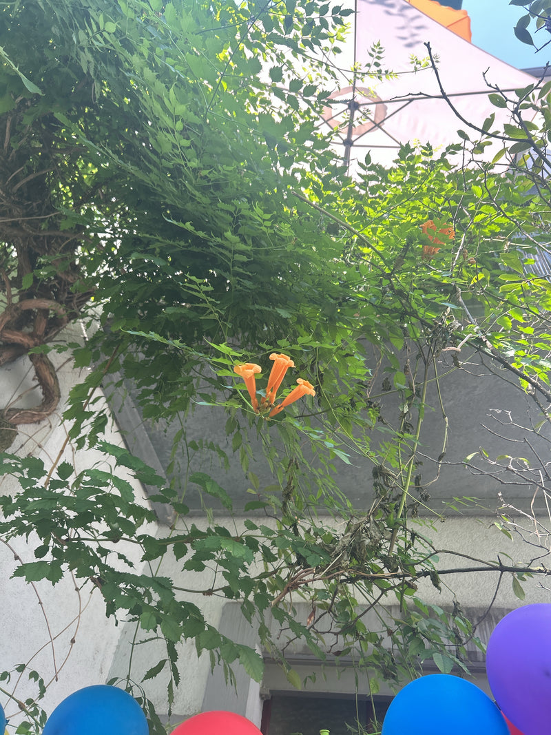Fleur trompette — Bild 1