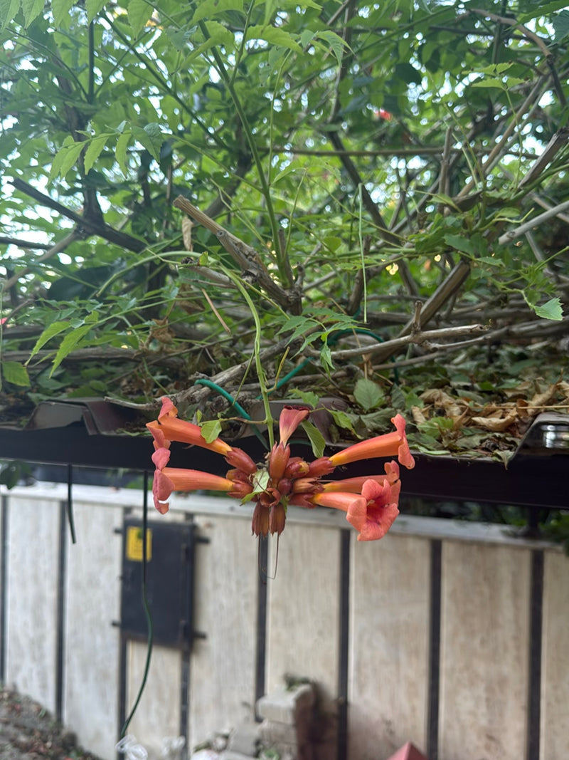 On peut voir les fleurs caractéristiques rouge-orange en forme d'entonnoir et les feuilles vertes d'une bignone. Elles pendent des branches devant un mur clair.