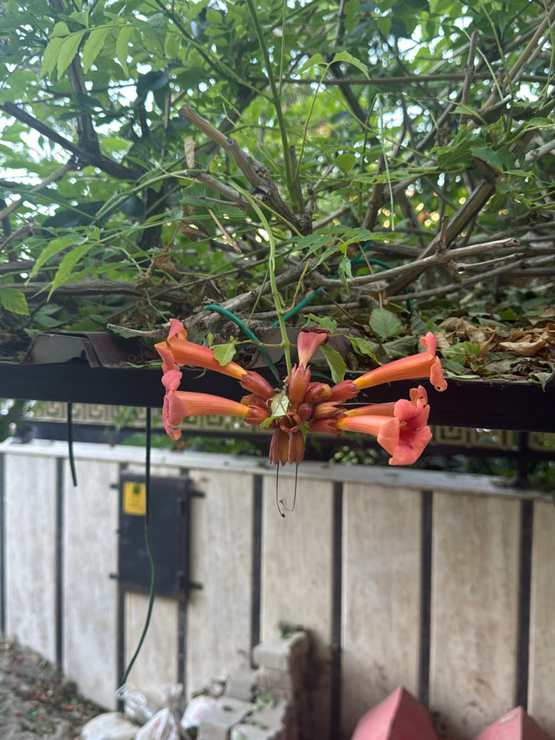On peut voir les fleurs orange-vif de la bignone devant un mur clair et des branches. Les fleurs en forme entonnoir pendent et montrent leur forme typique.