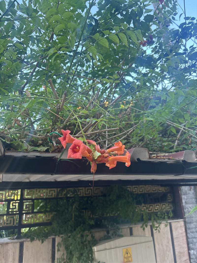 On peut voir les fleurs orange-rouge caractéristiques et les feuilles vertes d'une bignone. La plante grimpe le long d'un avant-toit.