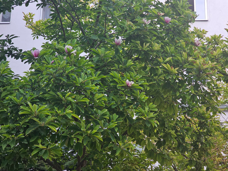Tulipe Magnolia — Bild 1