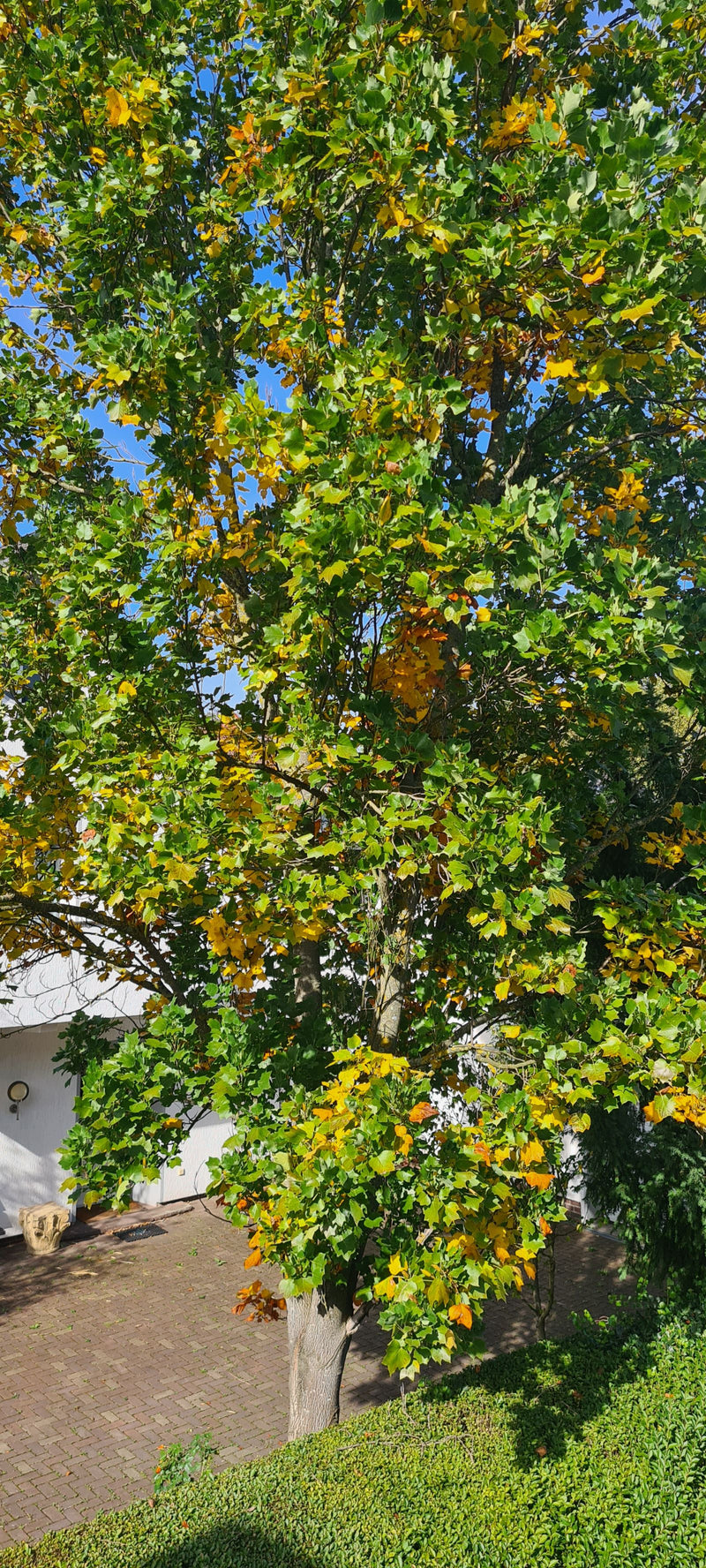 Un tulipier de Virginie feuillu aux premières couleurs d'automne se dresse à côté d'une cour pavée devant un bâtiment.