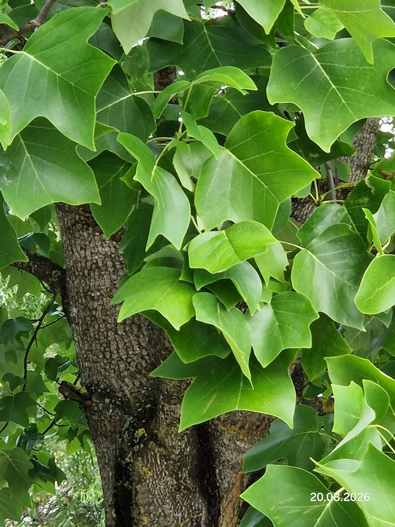 La photo montre les feuilles lobées caractéristiques et l'écorce d'un tulipier sur un tronc d'arbre. Les feuilles vertes pendent en grappes denses des branches.