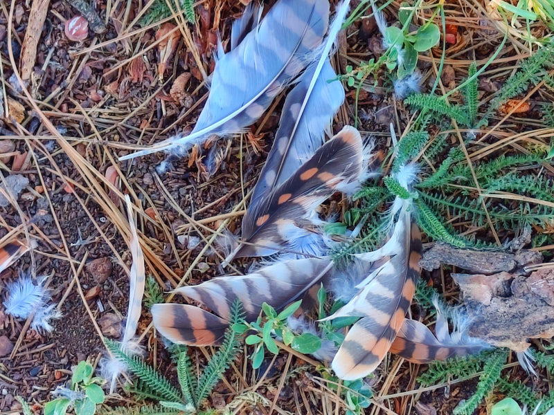 Plusieurs plumes aux motifs caractéristiques d'une crécerelle reposent sur le sol de la forêt. L'image montre la coloration et les motifs typiques du plumage.