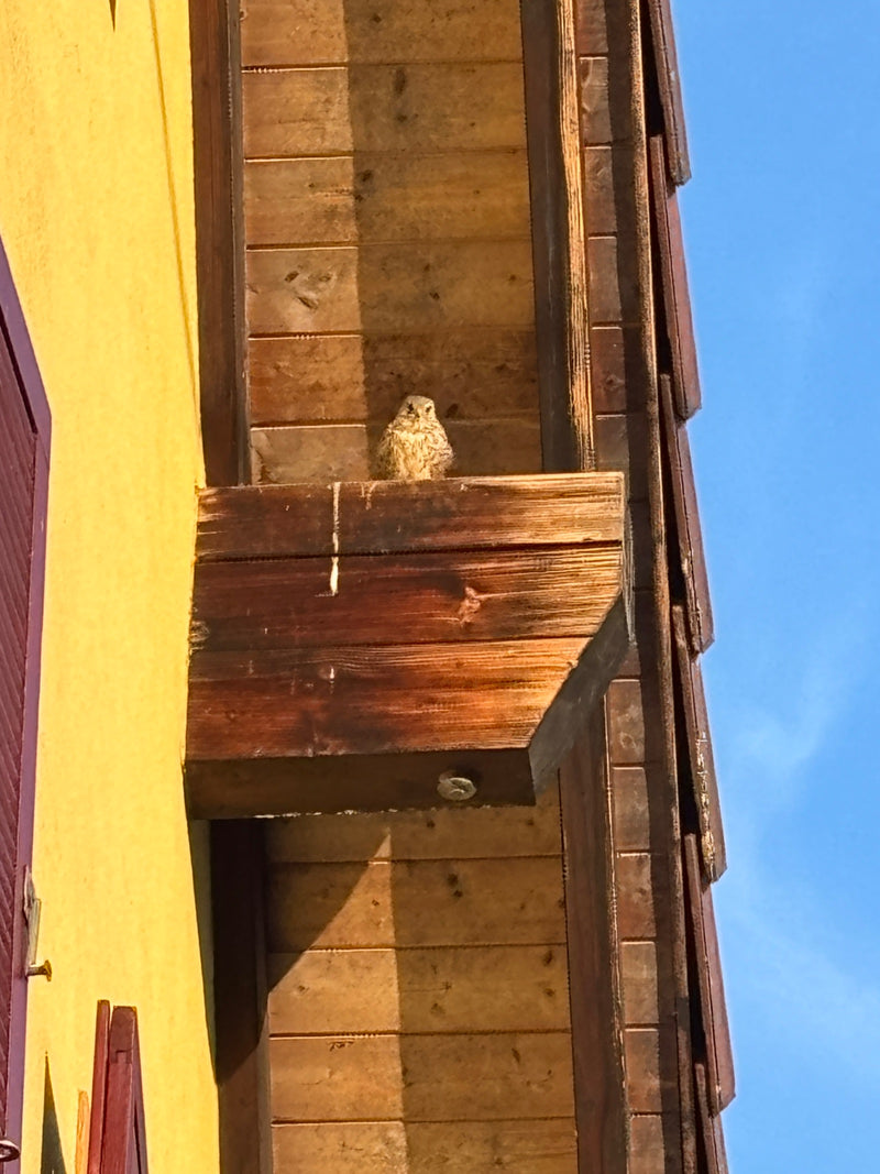Une crécerelle d'Amérique ou faucon crécerelle est assis sur une structure en saillie en bois sur le mur d'une maison. L'oiseau regarde attentivement vers l'...