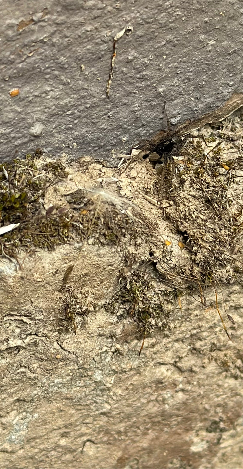 L'image montre une araignée-loup posée sur une surface rocheuse recouverte de mousse. Elle immobile sur le substrat irrégulier.