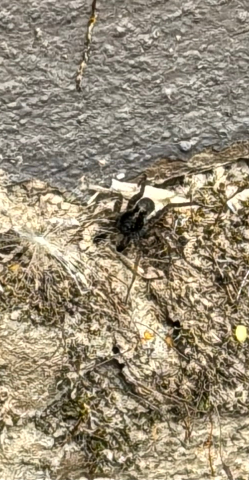 L'image montre un lycose assis sur un sol texturé. L'araignée est bien visible en vue plongeante.