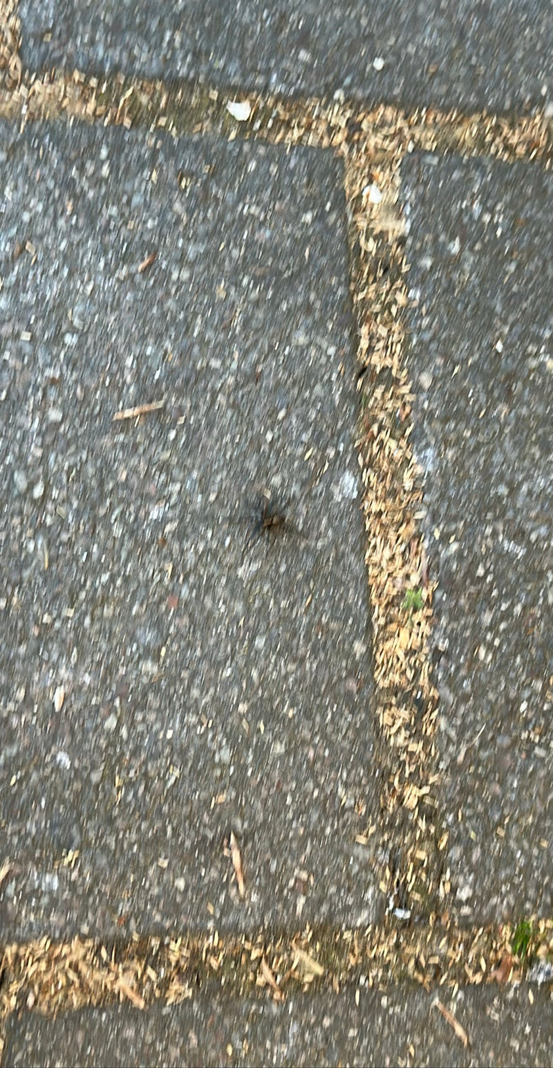 L'image montre une Pardosa amentata sur un sol pavé. La photo est très floue.
