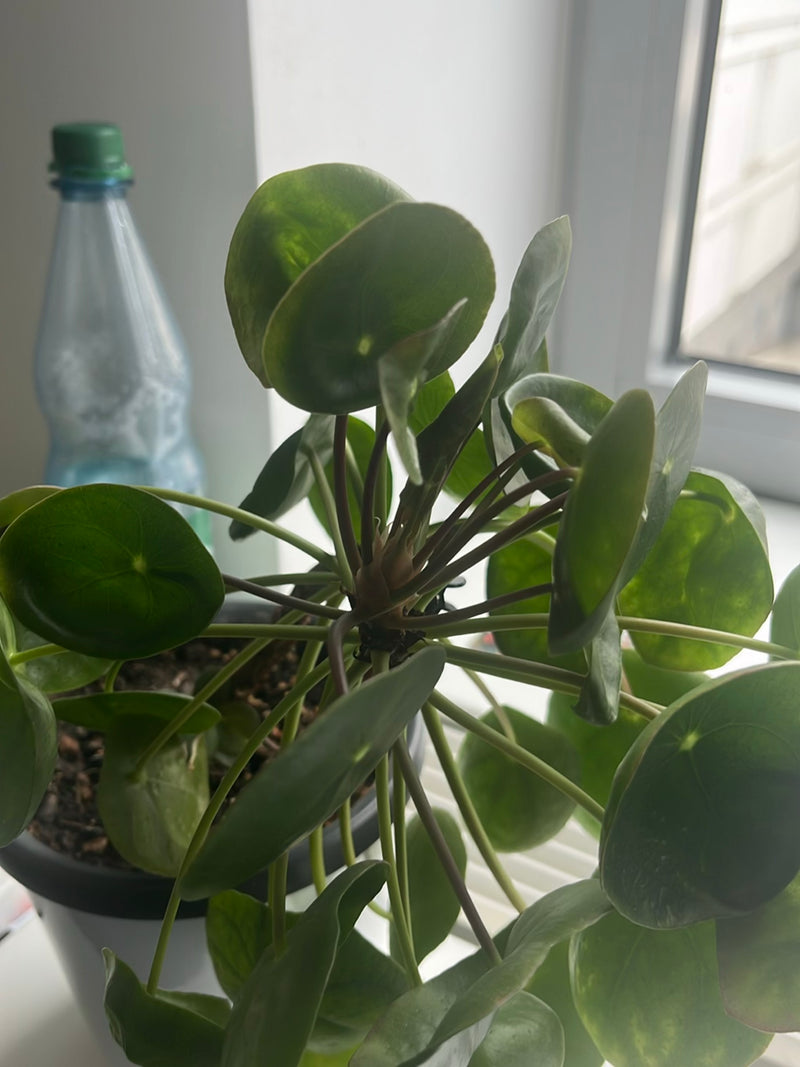 On peut voir une plante monnaie chinoise dans un pot de fleurs avec ses feuilles rondes caractéristiques. La plante est à l'intérieur près d'une fenêtre.