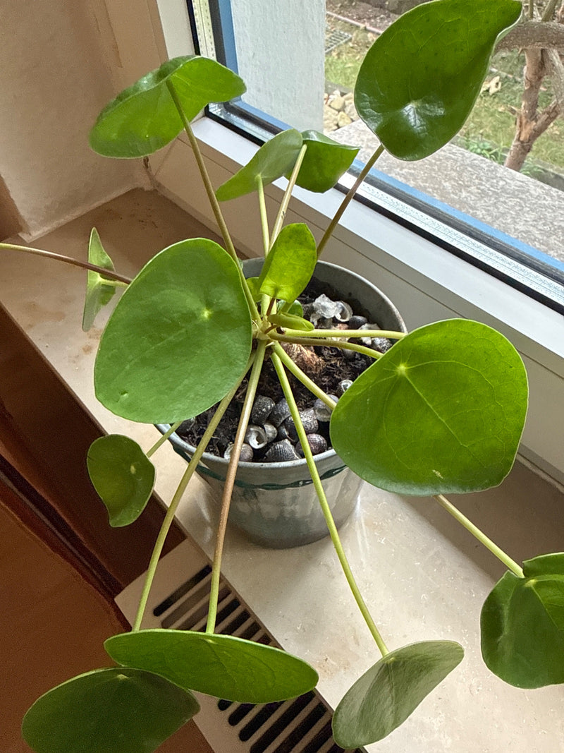 On voit une plante à monnaie chinoise dans un pot de fleurs placé sur un rebord de fenêtre lumineux. Les feuilles rondes et les longues tiges typiques de la ...