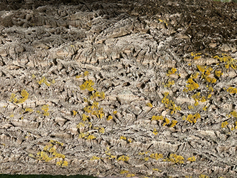 Un gros plan sur l'écorce fissurée et liégeuse d'un tronc d'orme portant des lichens jaunes.