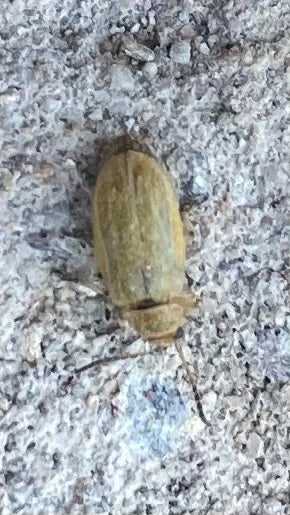 Coléoptère de l'orme — photo 1 sur 12