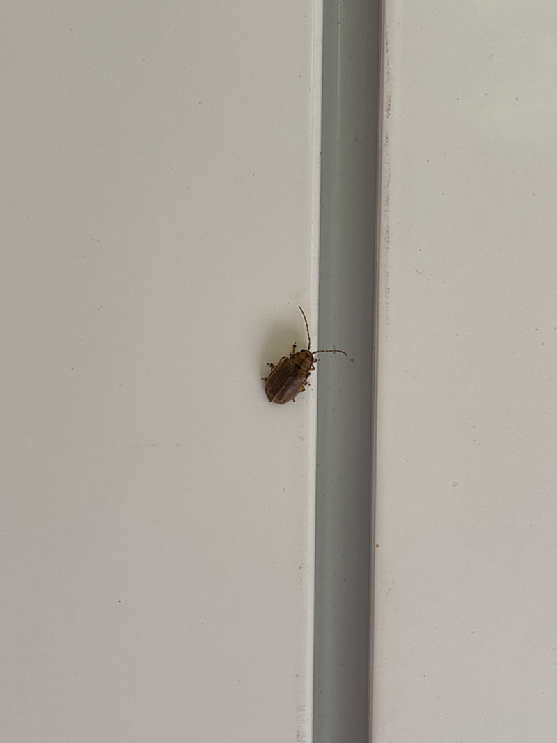 Coléoptère de l'orme — photo 4 sur 12