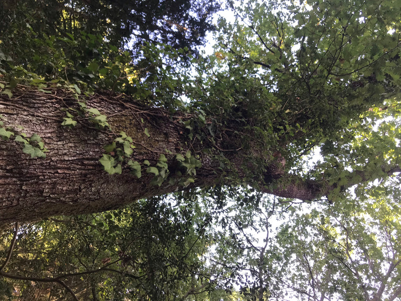Ungarische Eiche — photo 2 sur 2