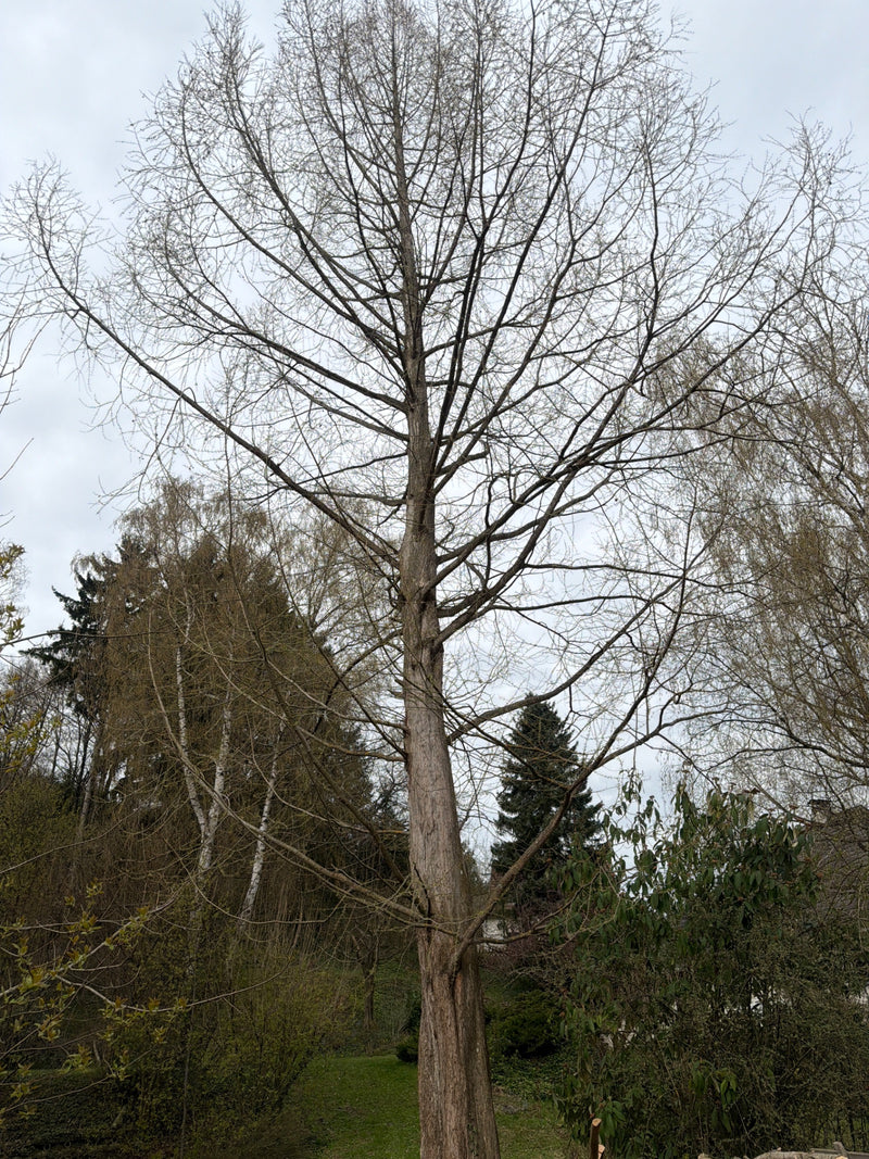 On aperçoit un grand métaséquoia sans feuilles dans un jardin. La cime conique caractéristique et le tronc fibreux sont bien visibles.