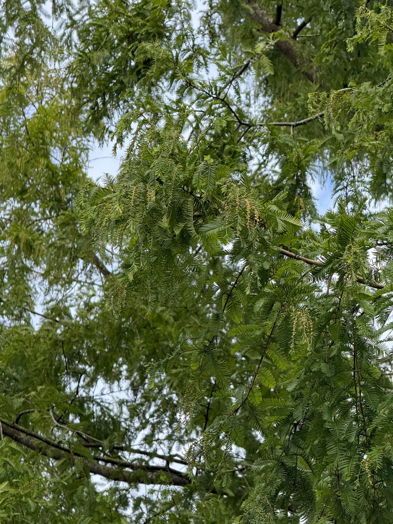 On peut voir les aiguilles et les branches caractéristiques, disposées de manière opposée, d'un métaséquoia, photographiées sur fond de ciel clair.
