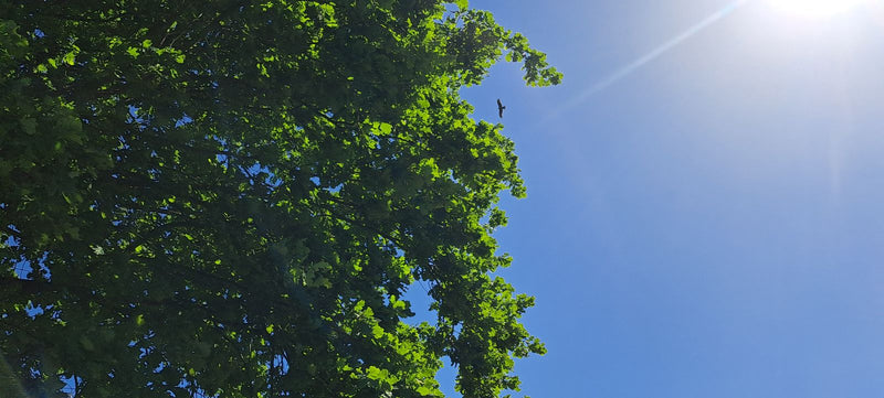 Oiseaux — Bild 1