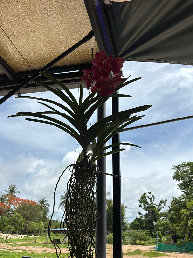Orchidée Vanda — Bild 3