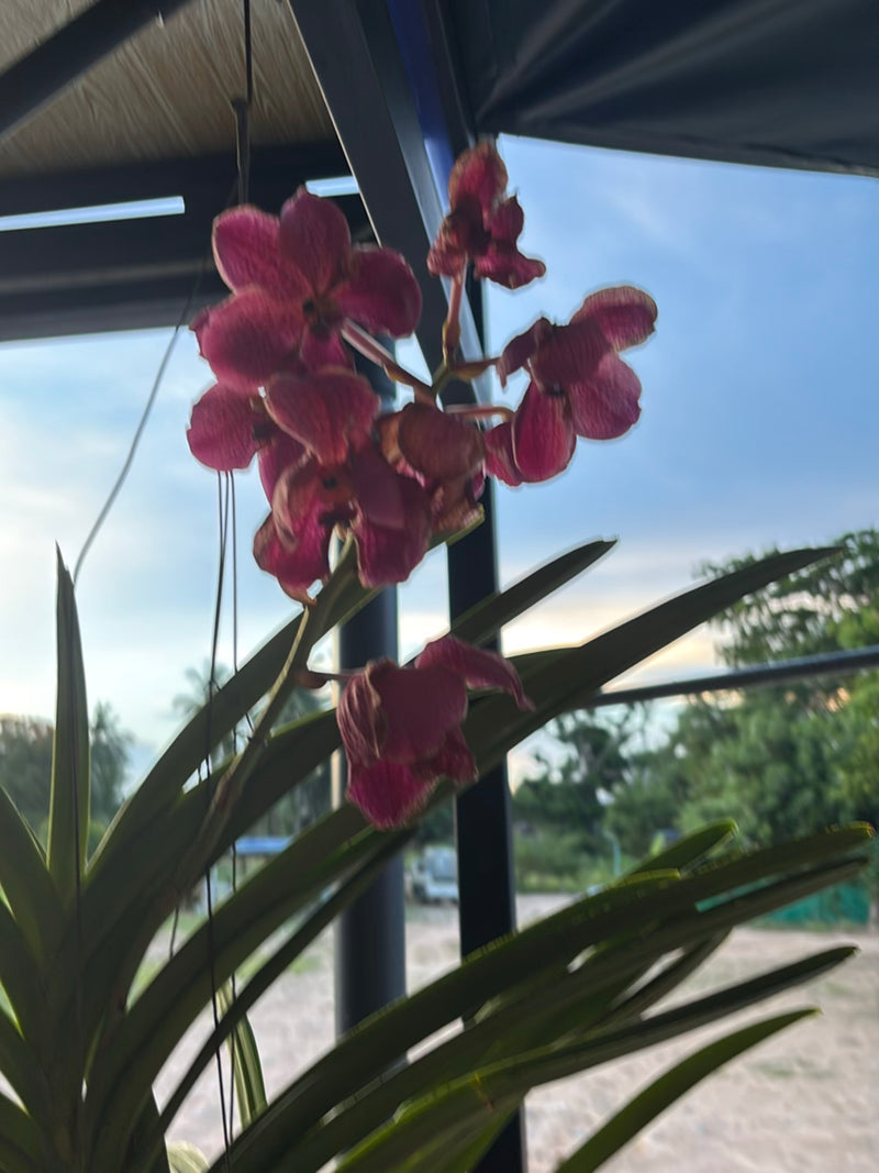 Orchidée Vanda — Bild 2