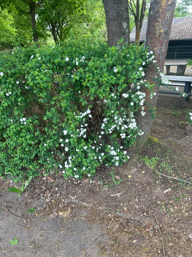 L'image montre un grand arbuste de spirée de Vanhoutte aux feuilles vertes et aux nombreuses fleurs blanches. Il se dresse à l'extérieur devant un grand arbre.