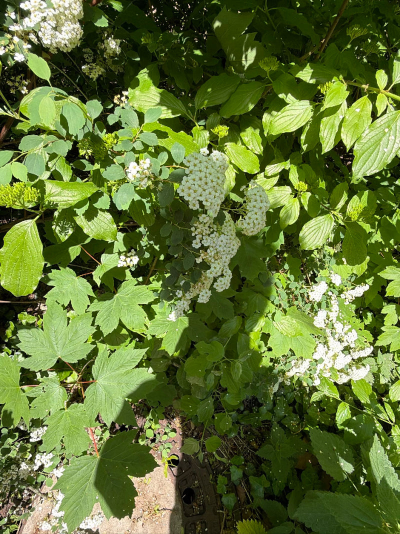 On aperçoit la spirée de Vanhoutte avec ses inflorescences blanches typiques et ses feuilles vertes. L'image montre des détails de la plante dans un environn...