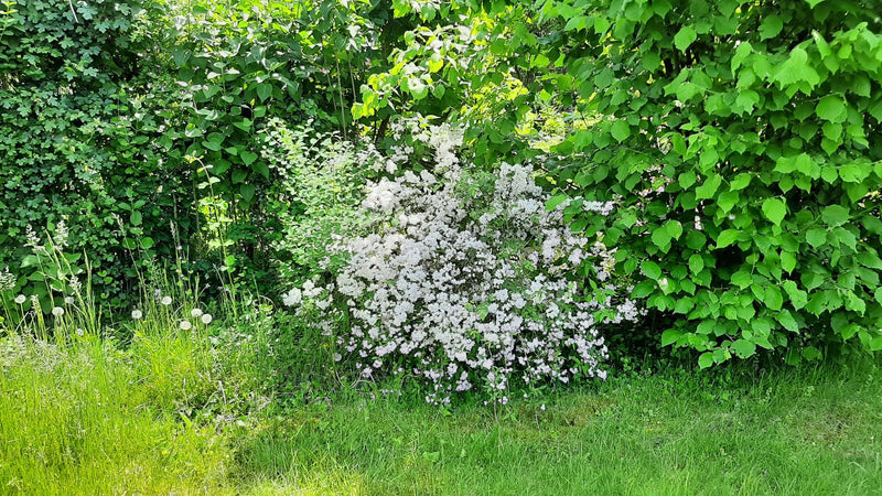 L'image montre une spirée de Vanhoutte en pleine floraison avec des inflorescences blanches denses. Elle se dresse devant une haie verte et en bordure de pel...