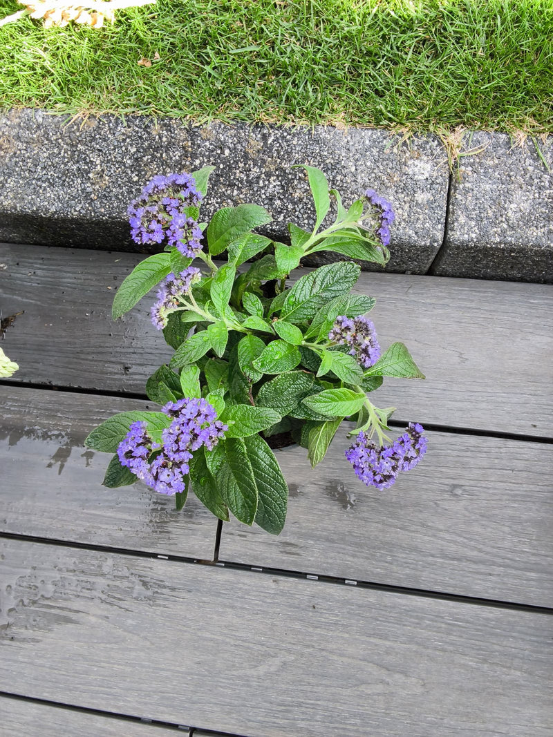 fleur de vanille — Bild 1
