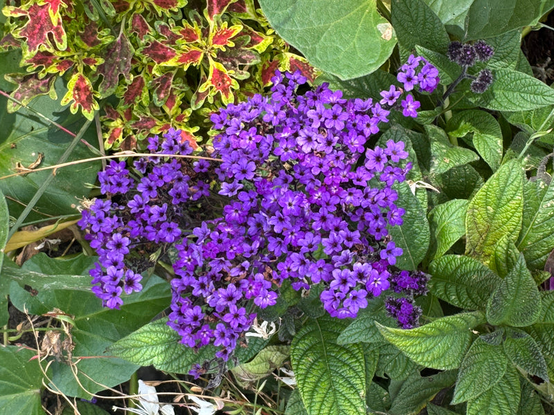 Vue de dessus des inflorescences violettes d'un héliotrope du Pérou en fleurs, entouré de feuillage vert.