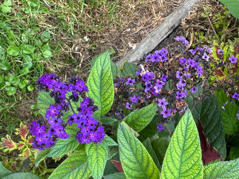 Un héliotrope du Pérou en fleurs avec des inflorescences violet vif et des feuilles vertes gaufrées dans un massif.