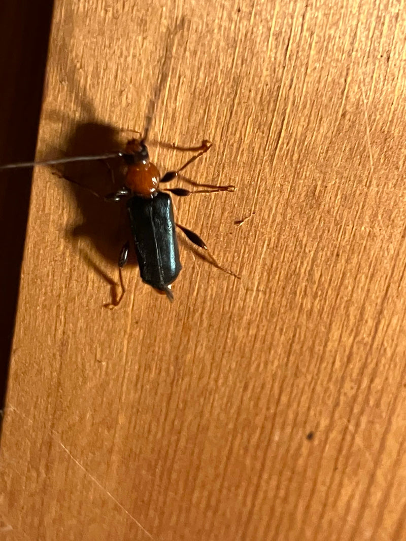 Un Phymatodes testaceus est posé sur une surface en bois clair. Le coléoptère présente des caractéristiques bien visibles comme le pronotum rougeâtre et les ...