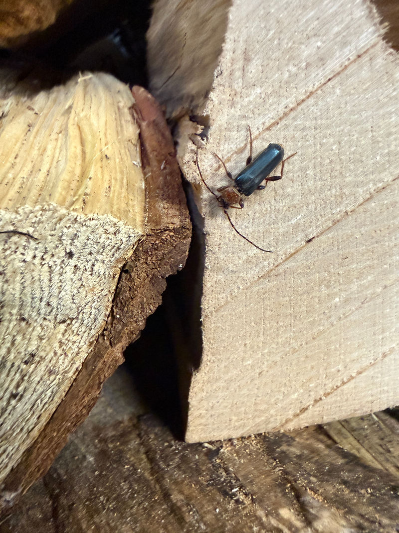Un phymatodes testacé est posé sur la surface d'une bûche fendue. L'insecte est bien visible avec son pronotum rougeâtre et ses élytres sombres.