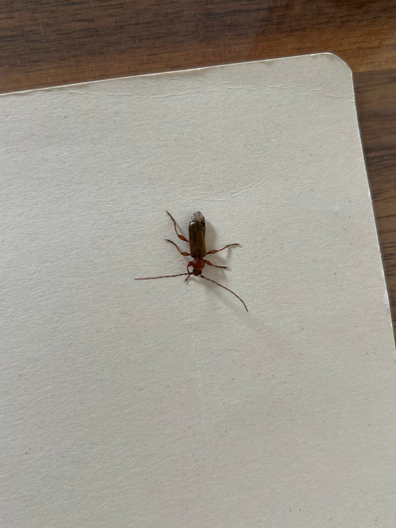 Un Phymatodes testaceus est clairement visible sur un fond clair avec ses longues antennes typiques.